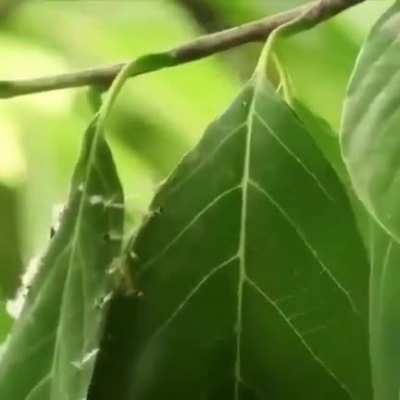 Tailor Birds make nests by sewing leaves together.