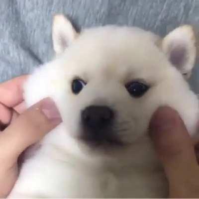 Shiba pup cheek squishes