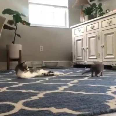 Adorable cat plays with its kitten.