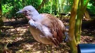 A Camera Shutter, Chainsaw, Monkeys and Other Birds. Meet the Amazing Lyrebird.