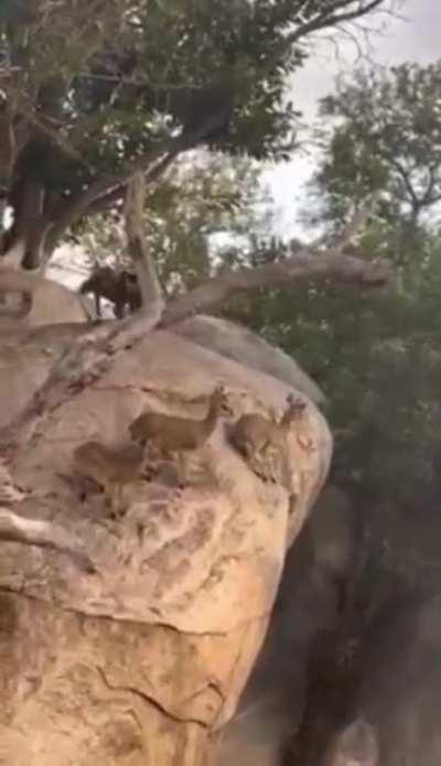 🔥 Group of Klipspringers (Antelope) evade pack of wild dogs by staying on the steepest part of the cliff.