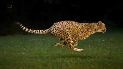 Slow motion shot of a Cheetah, the world's fastest running animal