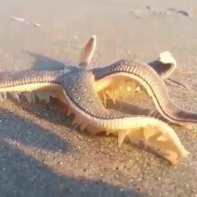 Starfish walking.