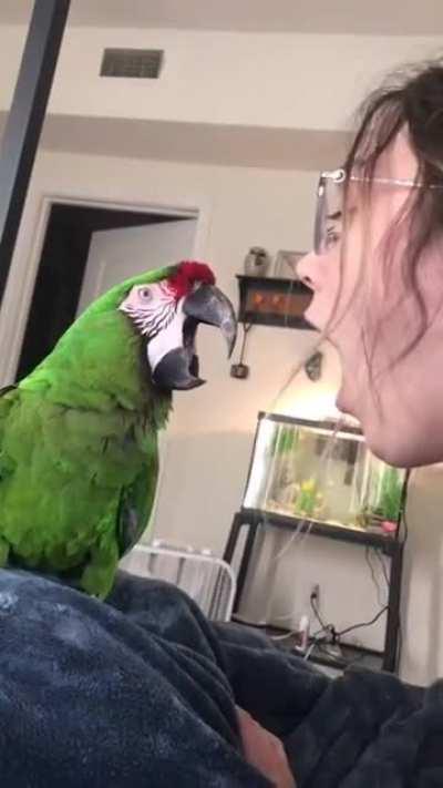 Bird imitating her owner