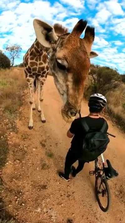 🔥 Giraffe interacting with visitors in Lion &amp;amp; Safari Park, South Africa