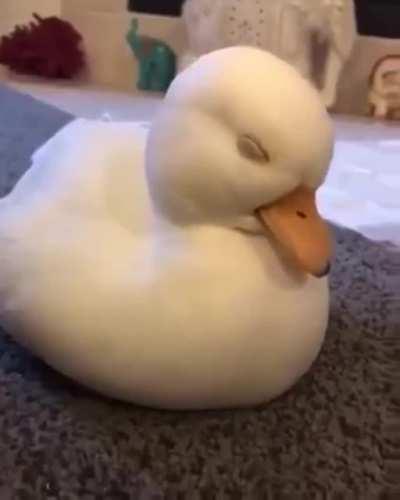 Fluffy Duck ... I’m Awake, I promise