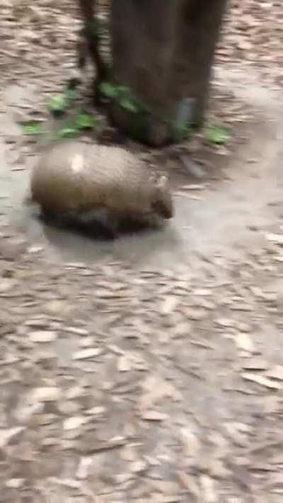 This Armadillo excitingly running around his favorite tree