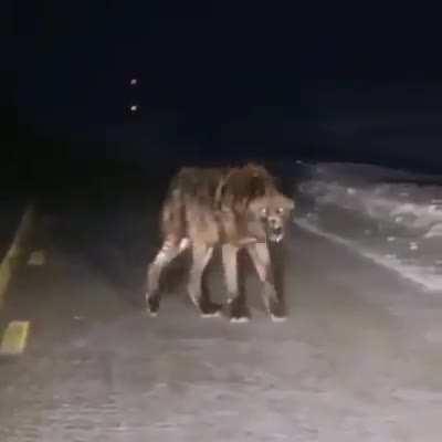 🔥 This Gigantic Wolf