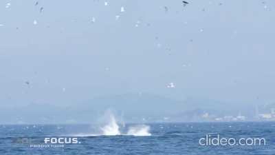 No wonder they're called killer whales. Transient orca punts a seal 80 feet into the air near Victoria. Source : Roll Focus Productions.