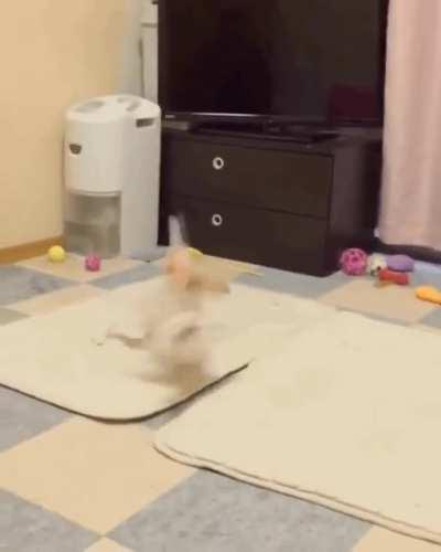 Hyperzoomies