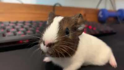 loud baby guinea pig! w