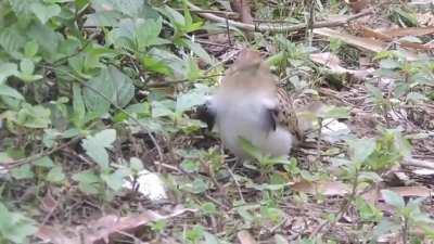 This bird is called a Saci, and it has some sweet moves.