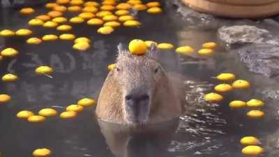 🔥 capybara chilling