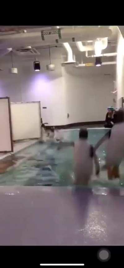 for penguins lovers, here's a quick pool dip.