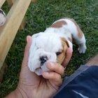 Bulldog pups are adorable