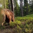 Being woken up to a bear searching for food near your tent