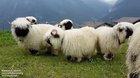 Valais Blacknose sheep look like magical faceless creatures from a fantasy novel