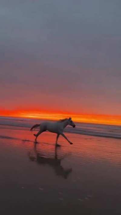 A free-roaming horse gallops along the beach