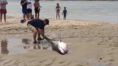 People rescuing a Great White Shark that beached itself chasing a seagull. Filmed on Cape Cod, Massachusetts.