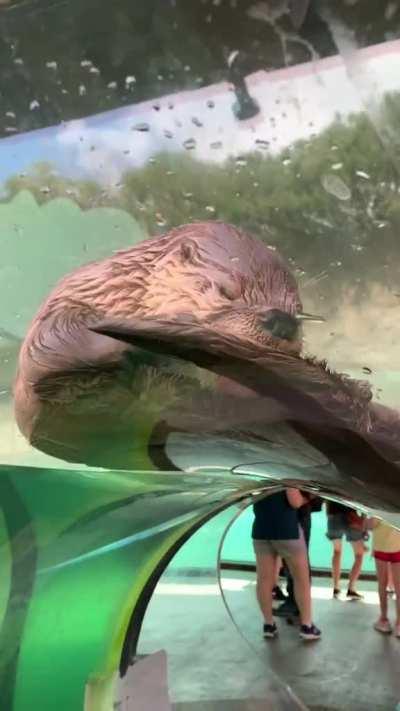 This adorable otter taking a snooze on a waterslide