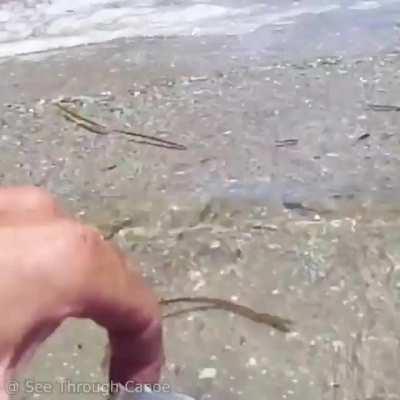 Baby Horseshoe Crab and an Adult Horseshoe Crab