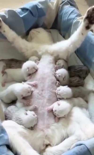 Mom is taking a nap, while the babies are busy.