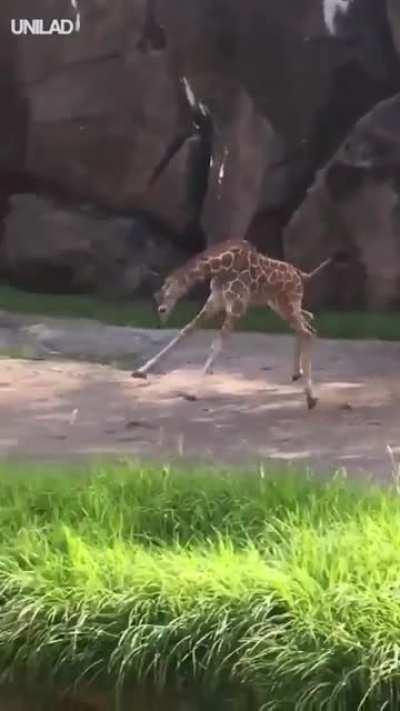 Baby giraffe having the zoomies