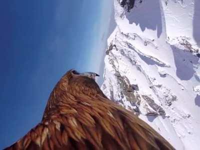 🔥 &quot;Bird's-Eye View&quot;: Eagle with a GoPro soars over the Massif Central mountains in France