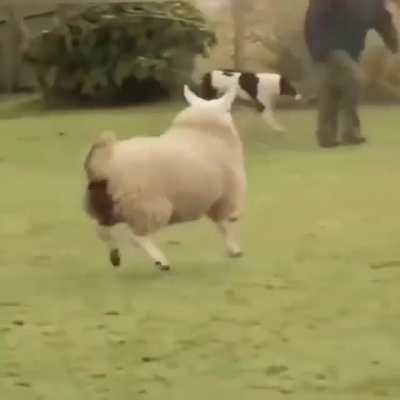 Holidays are just around the corner, here's a happy sheep