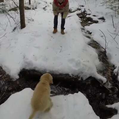 Dog takes the brave jump