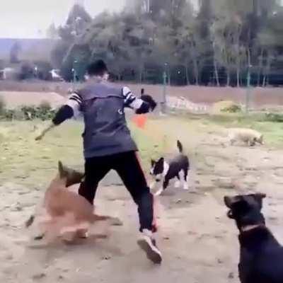 Amazing dog training