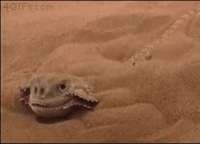 Lizzard hides in sand