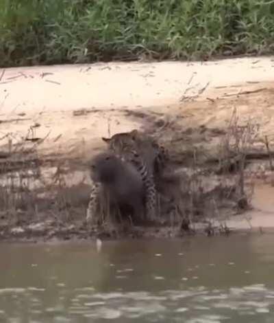 Jaguar jumps its prey