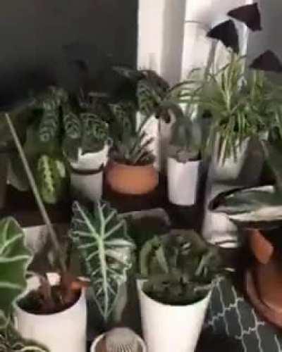 Plants waking up and sleep