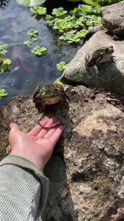 Feeding a cute frog🐸