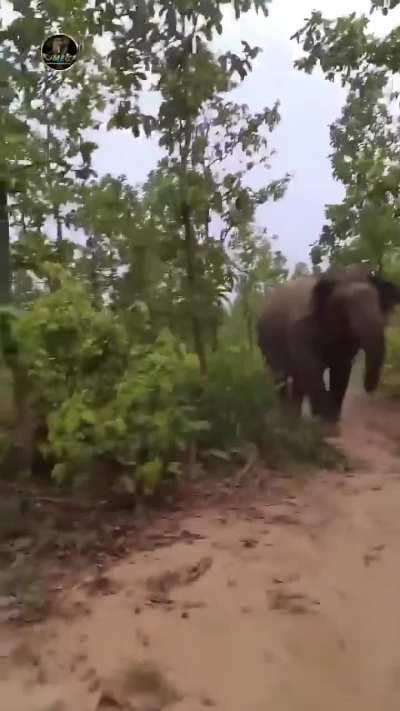 Indian Tourist Disturbing Wild Elephant 