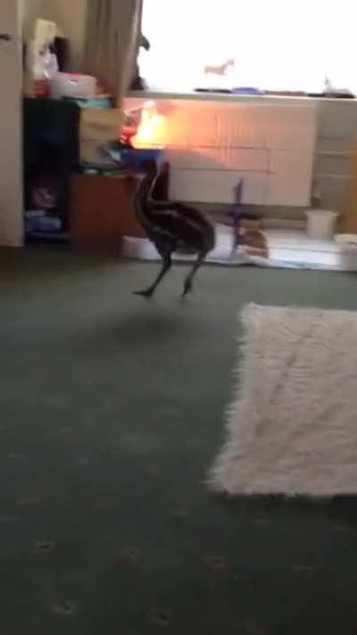 Baby emu