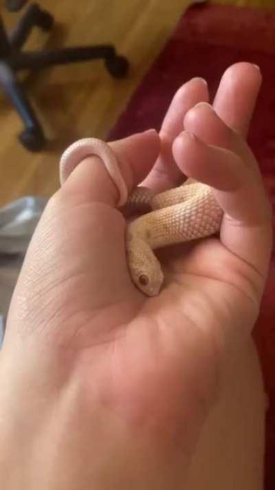 Snake 'cuddling'(?) his hand