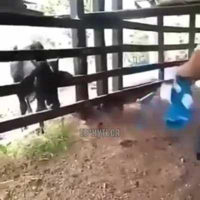 WCGW if I try to intimidate a bull with a blue shirt?