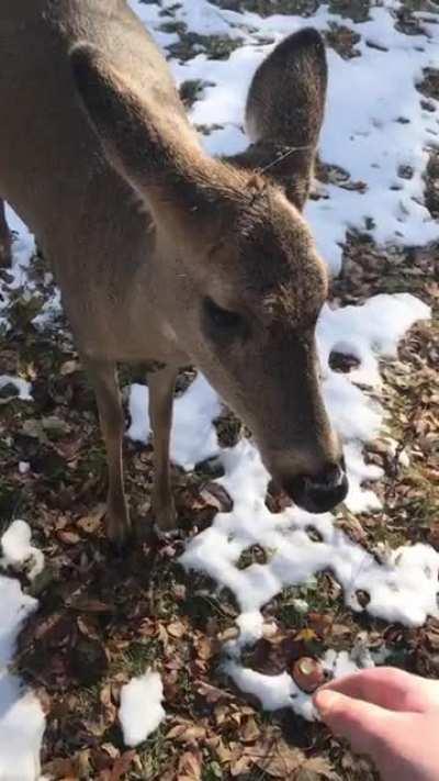 I’m about to move after two years. I’ve become friendly with a deer I named Perpetua, and she must have told her friends I was trustworthy. I’ll miss this.