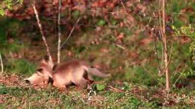 Baby Foxes Wrestling 🦊