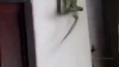 Lizard bro tries to save another lizard from a snake