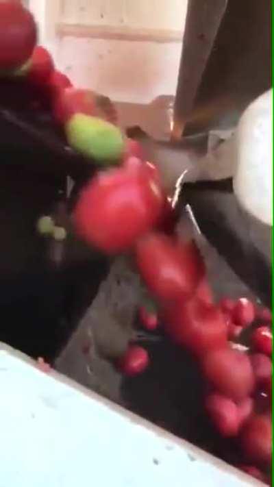 This is how a Tomato sorting Machine works.