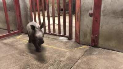 Rhino calf plays with zoo keeper