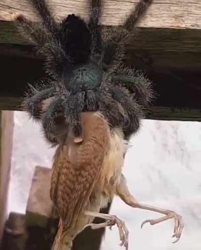 Spider eating a bird