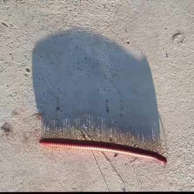 Shadow of a Millipede walking.