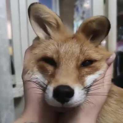 Playing with fox ears