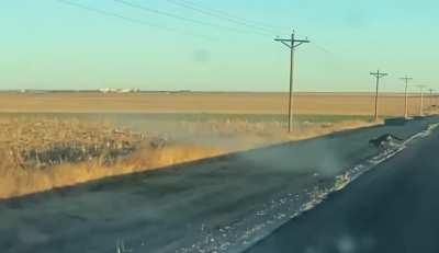 Mountain Lion spotted West of Brewster, KS