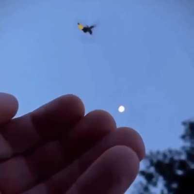 A Firefly taking off flight from a hand...