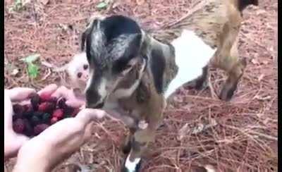 Baby goat eats some berries